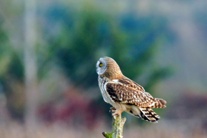Short-eared Owl
